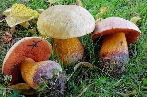 Johan og Jonathan skyder Gudenåløbet i gang