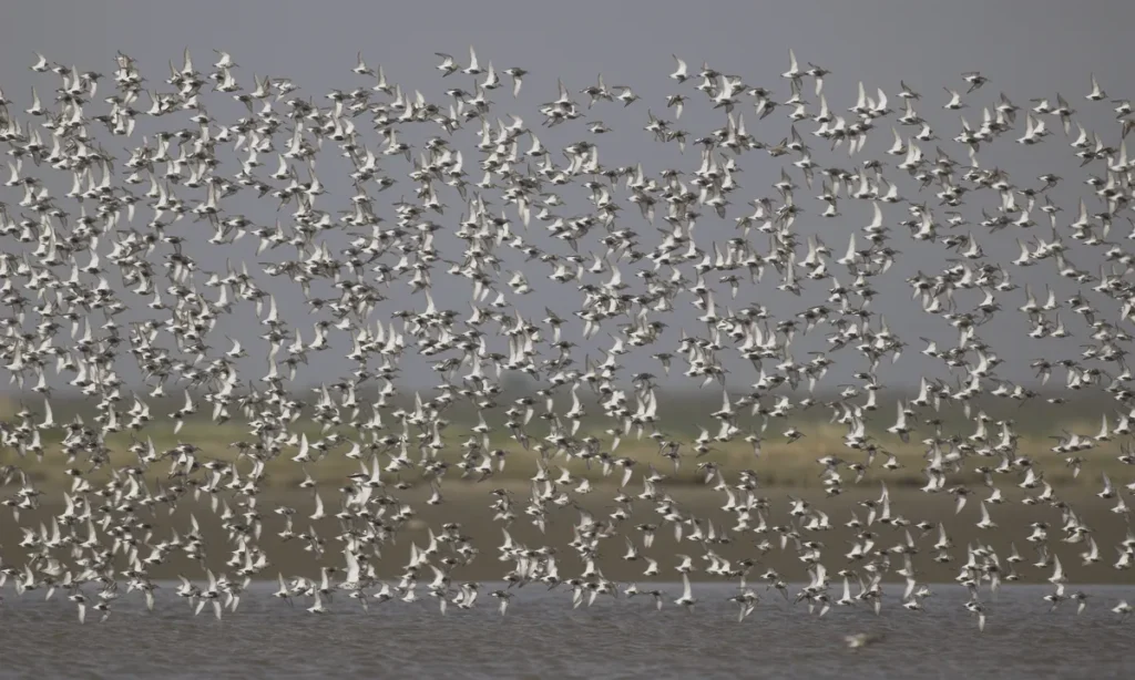 Massive flokke af almindelige ryler skaber hvid sol fænomen med deres lyse vingeundersider over Vadehavets tidevandflader