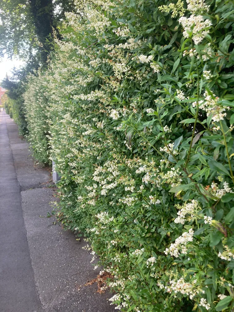 Blomstrende liguster