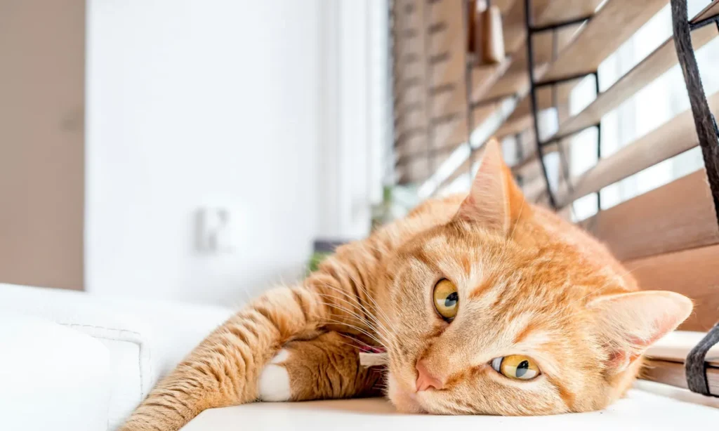 Dine kæledyr har også svært ved at vende tilbage til hverdagen – få gratis hjælp i Randers!