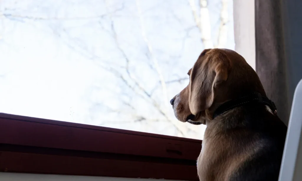 Hund sidder og kigger ud af vindue der illustrerer ventetid og tilpasning til kæledyr rutiner i hjemmet efter ferie