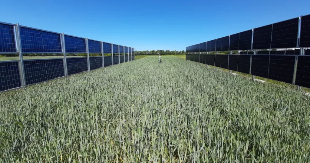 Dobbelt høst – El og fødevare: Solpaneler og afgrøder kan dele mark med minimalt tab