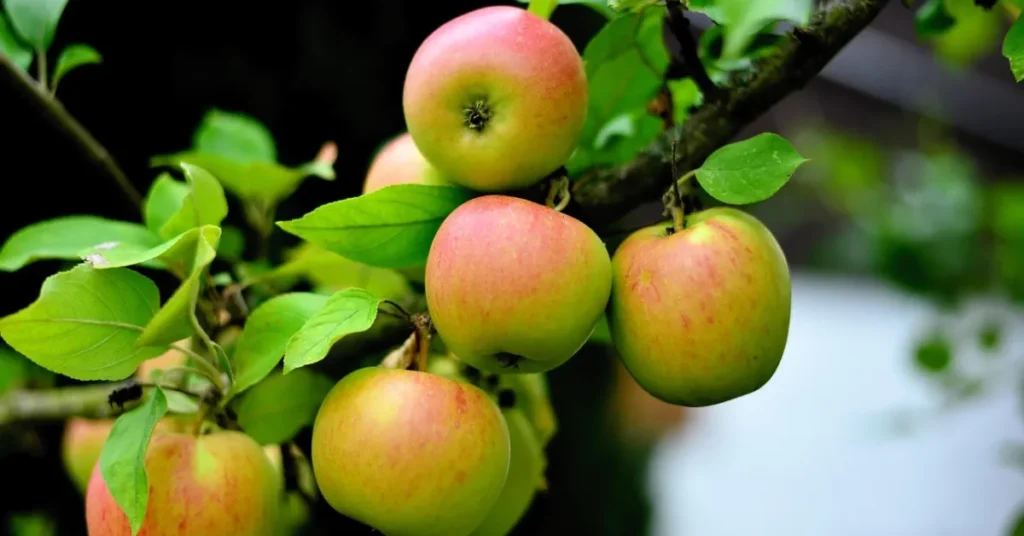 Ny aftale skal sikre dansk frugt og grønt i fremtiden