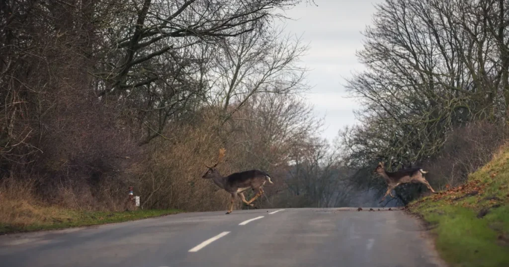 Rekordmange hjortepåkørsler på danske veje i 2025