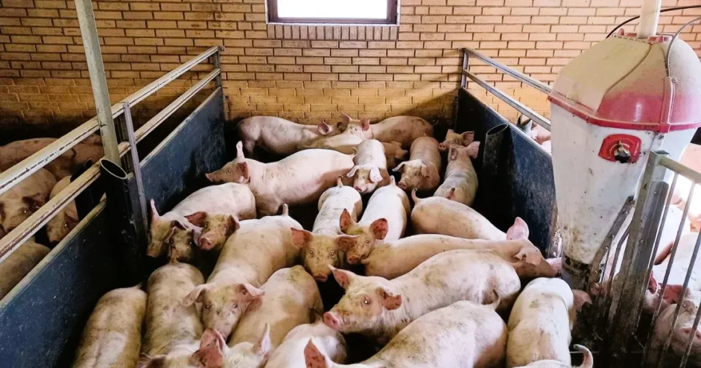 Flertal af vælgere vil have dyrevelfærd i kommunale indkøb – vægter dyrevelfærd over pris