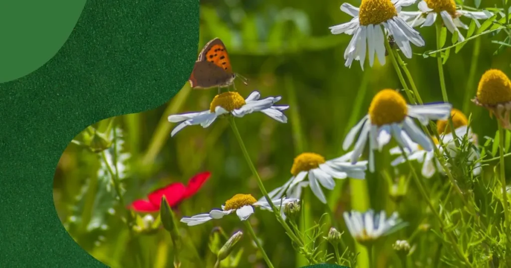Når regler spænder ben for naturen: Ny rapport vil gøre det lettere at fremme biodiversitet