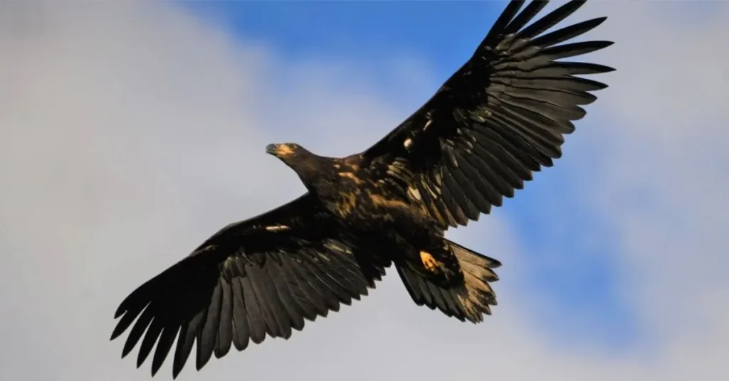 Havørnen vender stærkt tilbage – rekordmange unger på vingerne