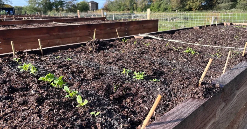 Haver til Maver åbner ny skolehave på Randers Naturcenter – elever får jord under neglene og grønt på tallerkenen