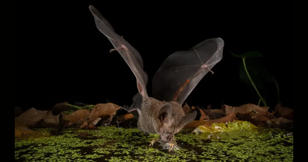 Lille flagermus jager som løver – bare bedre: Ny forskning fra Aarhus afslører overraskende jagtteknik hos små rovdyr