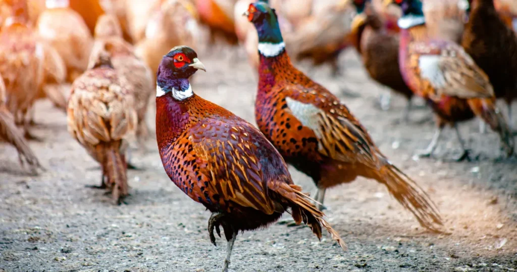 Udbrud af fugleinfluenza i Hærup nord for Randers