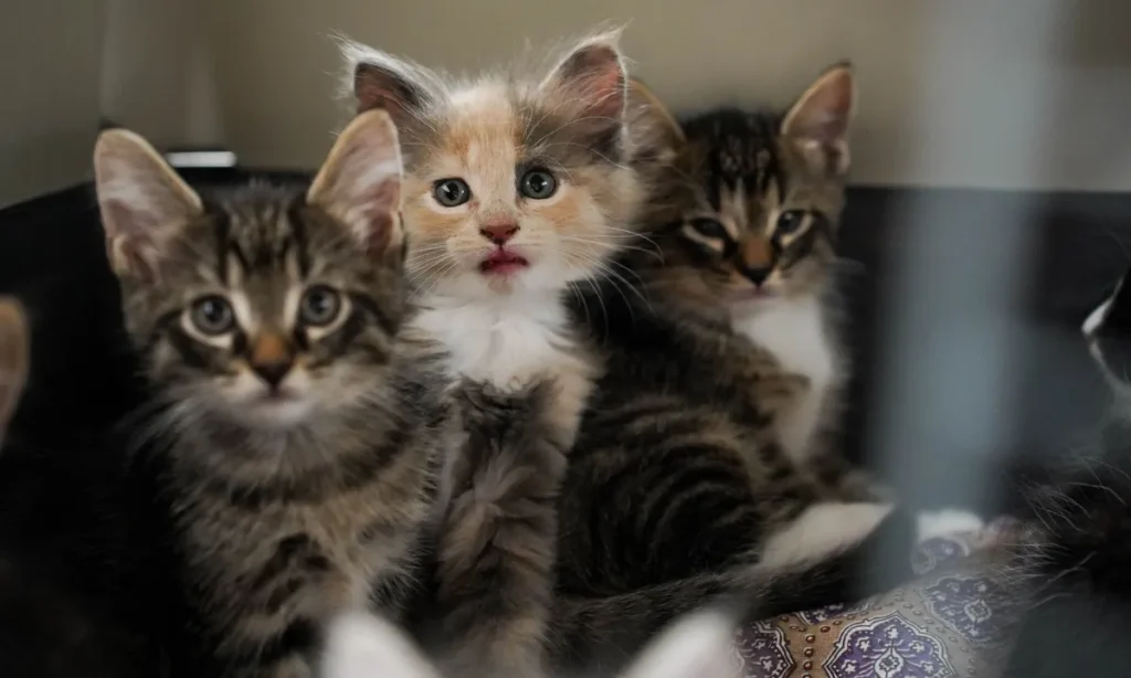 Nyt lovforslag skal sætte en stopper for dyremishandling