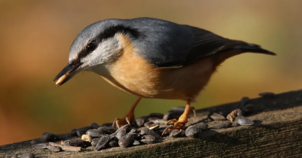 Fugle i fokus: Ny gratis app hjælper dig med at sætte navn på fuglene