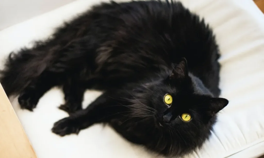 Sorte kæledyr bliver fravalgt – kampagne sætter fokus på ”Blackfurday”