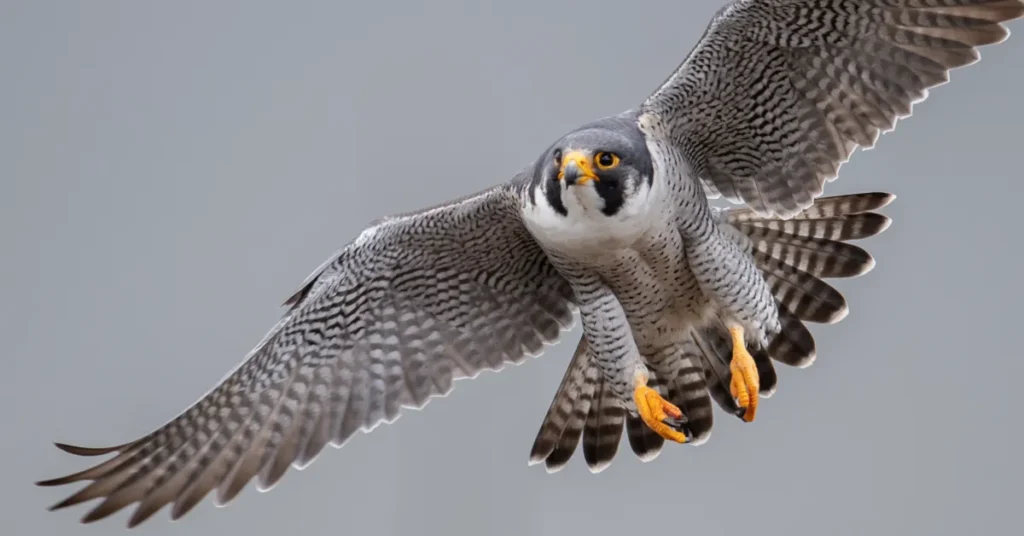 Falk skal skræmme råger væk i Hadsund – Forsøg skal afhjælpe de vedvarende rågeproblemer