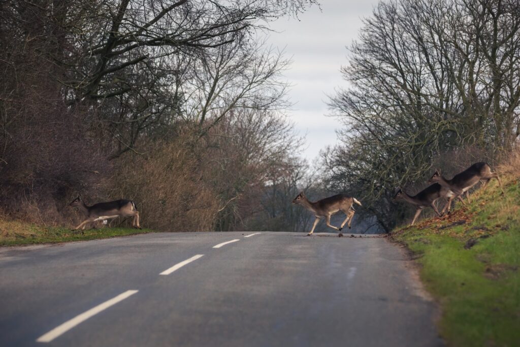 Rekordmange hjortepåkørsler i november: Bilister opfordres til ekstra agtpågivenhed