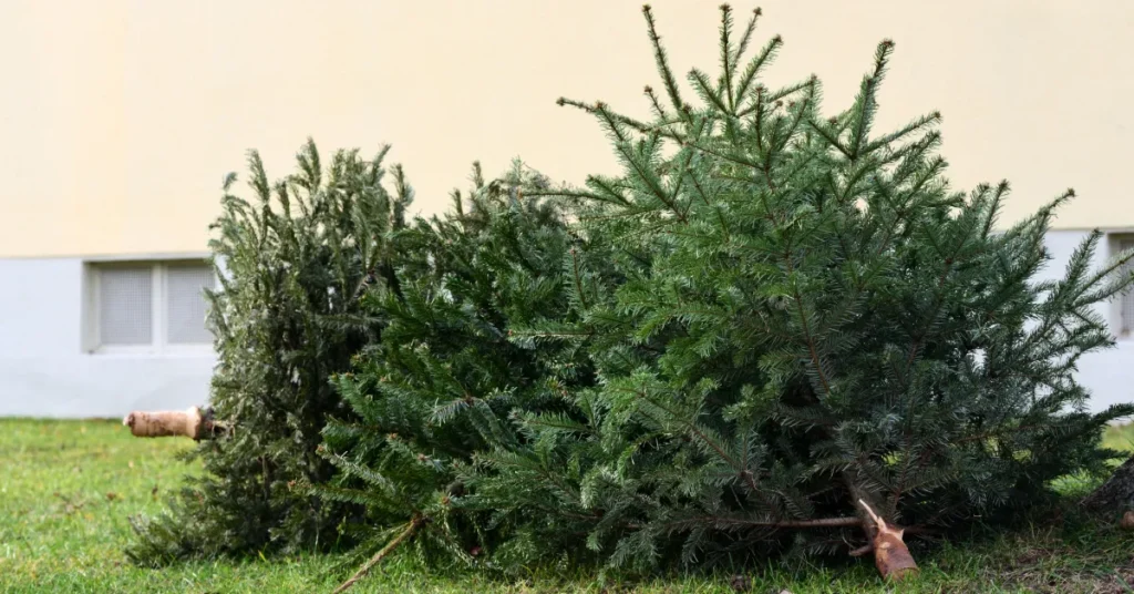 Aflever dit juletræ på Randers Havn – Vær med til at gavne miljøet i fjorden og deltag i lodtrækning om gavekort