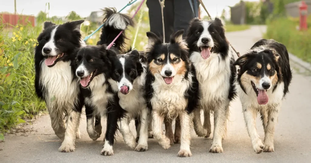 Maxi Zoo inviterer til valentins-gåtur i Randers: 50 kroner pr. hund går til svigtede hunde