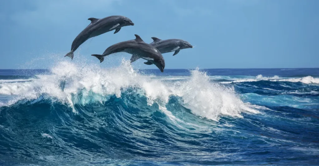 Travl skibstrafik får marsvin i Lillebælt til at ændre adfærd