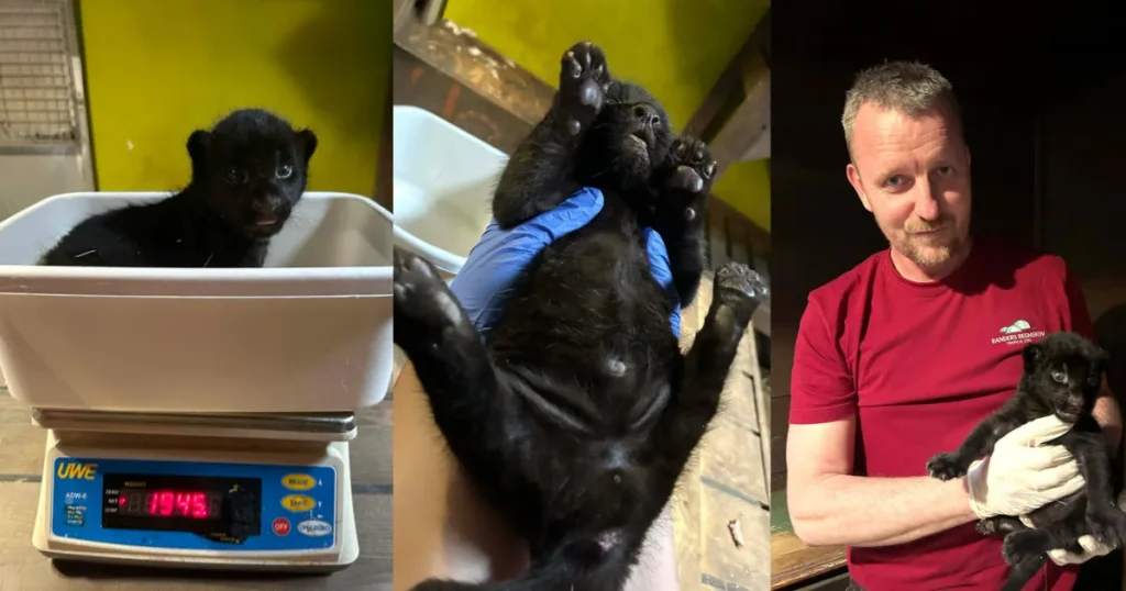 Jaguarungerne i Randers Regnskov er en han og en hun