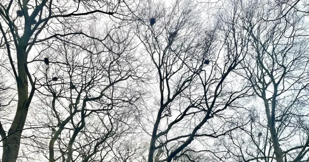 Naboer i Randers går sammen mod råger i Vestparken