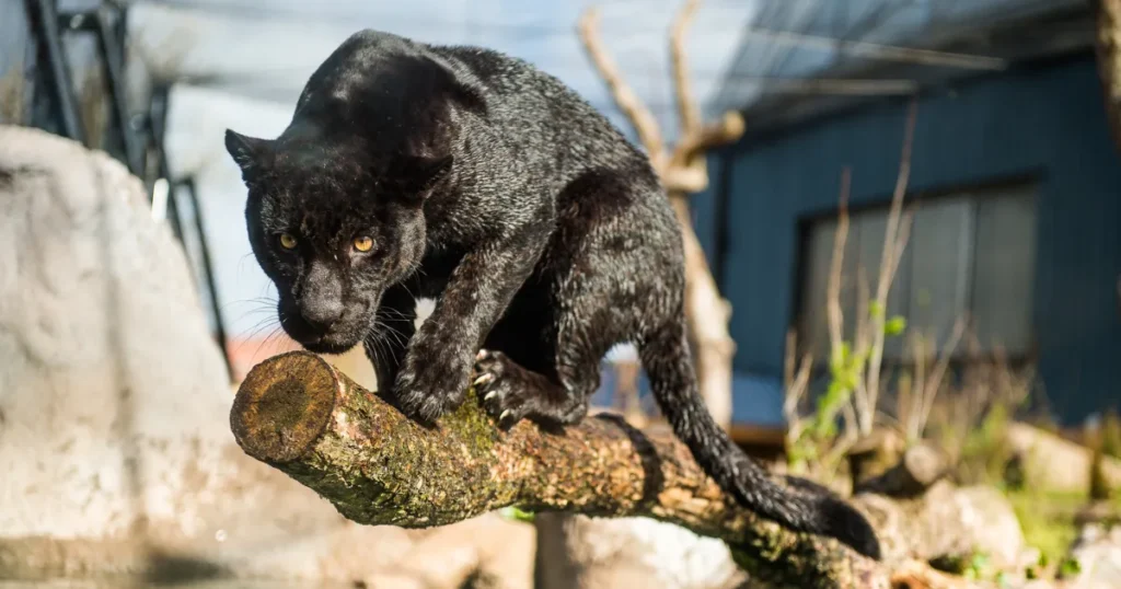 To sorte “pantere” født i Randers Regnskov