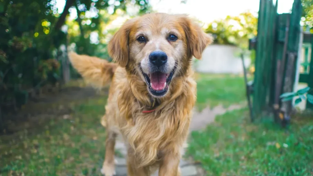 Bliver din hund ældre? Maxi Zoo i Randers inviterer til gratis aften med eksperter